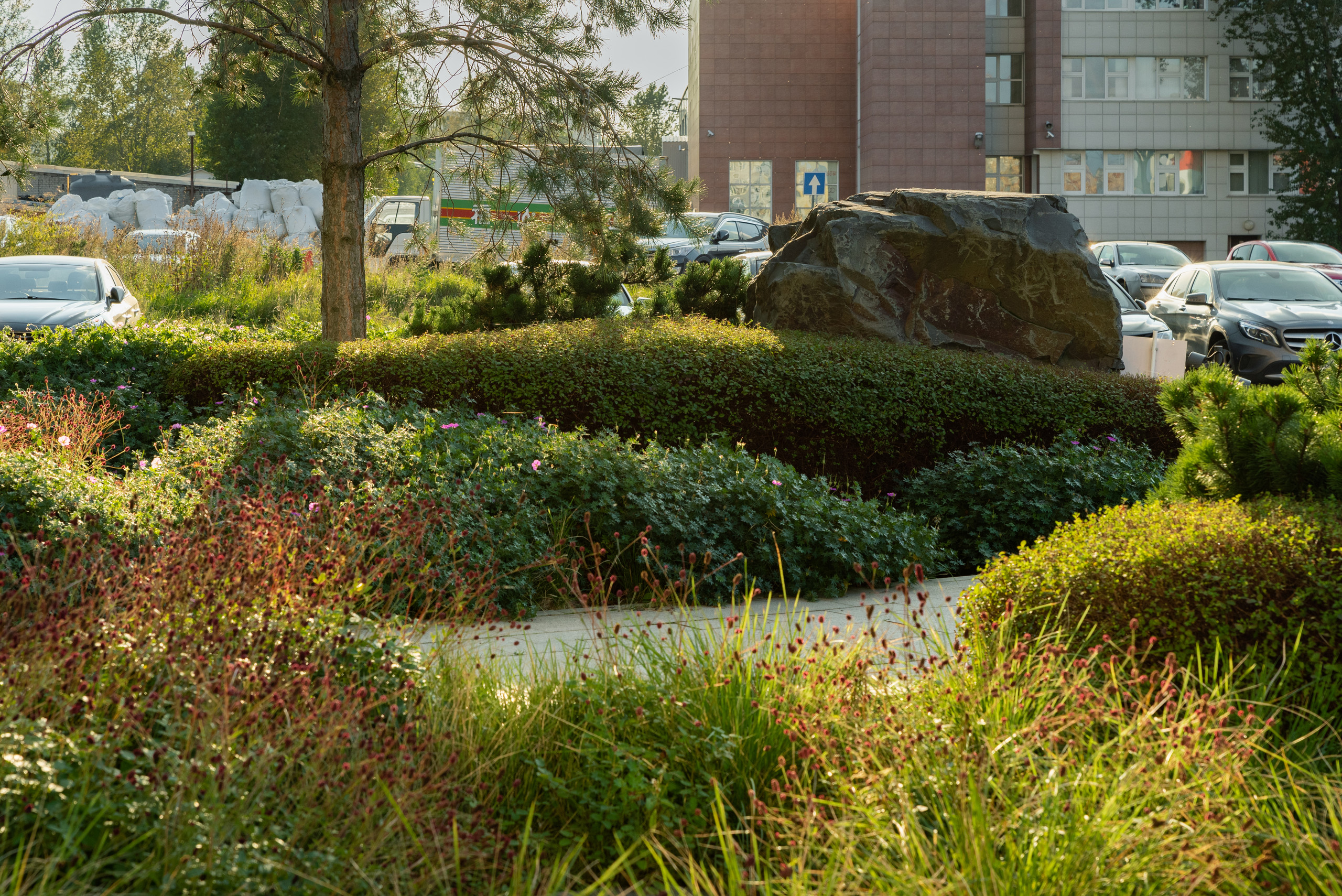 Низкое вечернее солнце освещает цветник у изогнутой дорожки: тёмно-красные соцветия кровохлёбки, злаки и цветущие многолетники, за ними стриженый кустарник.